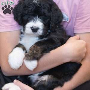 Banks, Bernedoodle Puppy